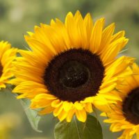 2020-05-14 Morgenexpress Gespräch mit Sandra über Eisheilige und Sonnenblumen