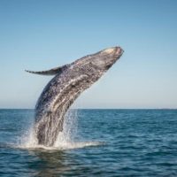 2020-07-27 Morgenexpress: Wale retten das Klima