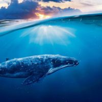 Wale – Rettet die Welt!