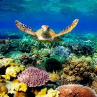 Make the Great Barrier Reef great again